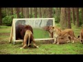 „Wie reagieren Löwen wenn sie sich selbst im Spiegel sehen?“ Der Serengeti-Park zeigt es!