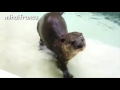 Otter - A Cute Otters And Funny Otters Videos Compilation || NEW HD