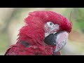 World Birds 4K • Scenic Relaxation Film with Peaceful Relaxing Music and Animals Video Ultra HD