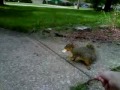 Feeding a Squirrel