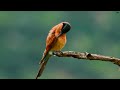4K Colorful Bee-eater - Beautiful Birds Sound in the Forest | Bird Melodies