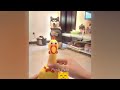 Silly Cats Caught in the Act ❤️🤣 Funny Videos Compilation 😍