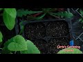 how to start Nigella from seed, how to grow nigella from seed, what do nigella seedlings look like