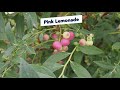 Most Productive Blueberry Varieties