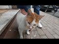 Orange and white cat says, thank you for food and love