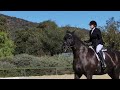 Training Level Test 3 with Tyrus, a Friesian Percheron Horse with Right Lead Canter Mistake