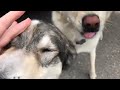 Dog Greeting 3