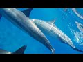 SWIM WITH WILD DOLPHINS IN KONA, HAWAII