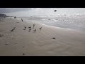 Walking with Seagulls