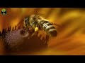 The Hidden Lives of Bees | Erika Thompson