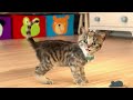 CUTE LITTLE KITTEN ADVENTURE - CAT FUN AND PET CARE - CATS AND KITTENS #kitten