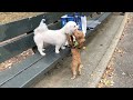 Little dogs Play Game