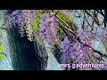 WILD WORLD OF WISTERIA || Fragrant & Violet Spring Blooms In A Vine @mrs.gadventuresGLEE2405