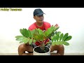 Tanaman Zamia Furfuracea Harga Fantastis !!