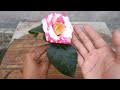 How to grow camellia plant from cuttings at home | Camellia plant care