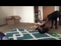 German Shepherd and Lab playing