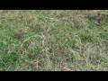 baby playing with sheep