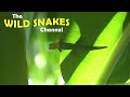 Gold Dust Day Geckos - Facts & Info