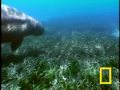 Dugongs vs. Tiger Sharks | National Geographic