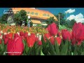Chill Music with Tulip - The Colors of Relaxation - Tamotsu LeftGroove