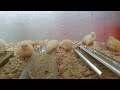 Chicks, Day 3