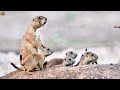 Wildlife Kingdom 4K- Amazing Scene of Wild Animals In 4K - Scenic Relaxation Film with Relax Music