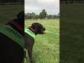 Happy dog  with Grandad