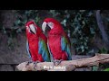Rainforest Birds | Calming Sounds | Soothing Melody of Beautiful Birds