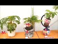 SEKAR GUVA 2022 COCONUT BONSAI EXHIBITION IN SPONSORED BY KOEMIK CAP POWDER COFFEE