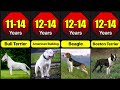 Average  Lifespan Of Different Dog Breeds | For How Long Different Dog Breeds Live?