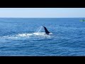 Whale watching Newport Beach
