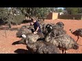 Feeding the hungry Emus!