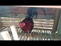 Nagingitlog SE Mama Chicken,Maria Ansay Vlog
