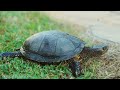 Wildlife 4K: Reptile 4K (ULTRA HD) | Relaxing Music About Reptiles