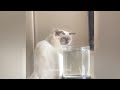 Try Not To Laugh Dogs And Cats 🤣🐶 Best Funny Animal Videos 😹🐶