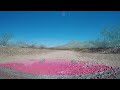 REBEL DAWGS IN THE CHIHUAHUAN DESERT