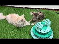Funniest Cats and Dogs 2024 😹🐶 New Funny Animals Video 😍 Part 88