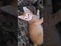 kitten vs tail