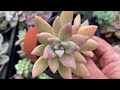 The difference between Echeveria, Graptopetalum, Sedum, xSedeveria, xGraptoveria, xGraptosedum