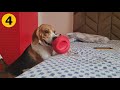 Can your Beagle Sleep with you on your Bed?