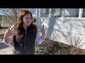 Pruning & Fertilizing My Hydrangeas! ✂️🌿💚// Garden Answer