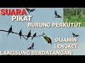 Suara Pikat Perkutut ll Perkutut Liar Langsung Berdatangan Lengket