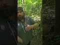 hiking ghost (haycock) mountain in Pennsylvania looking for the albino cannibals