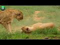 Lions Outraged When Attacked by Wild Dogs | What happens next?