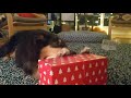 Daisy's First Christmas (unwrapping)