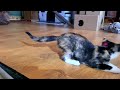 Dance with Me 🤪 Funny cute little calico cat