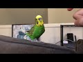 Kiwi The Parakeet Talking For Almost 2 Minutes