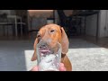 Things mini dachshund barks at