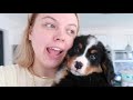 WE GOT A PUPPY! getting our 8wk old bernese mountain dog puppy + puppy haul!