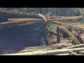 Build a complete survival shelter | 2022 Bamboo House and Bamboo Hut Bushcraft _Ep2